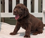 Small #3 Labrador Retriever