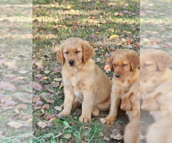 Medium Photo #10 Golden Retriever Puppy For Sale in FERNDALE, WA, USA