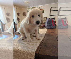 Great Pyrenees Dogs for adoption in Vail, AZ, USA
