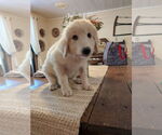 Small Great Pyrenees