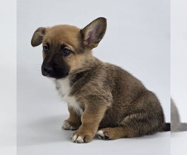 Medium Photo #2 German Shepherd Dog-Unknown Mix Puppy For Sale in Lakewood, CO, USA