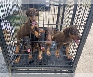 Doberman Pinscher Puppy for sale in LYFORD, TX, USA
