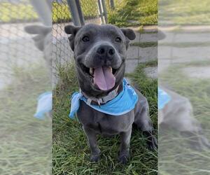 Mutt Dogs for adoption in Rosenberg, TX, USA