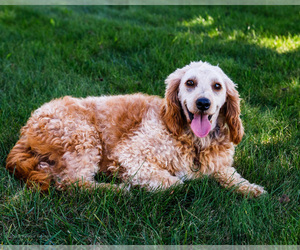 Mother of the Goldendoodle-Poodle (Miniature) Mix puppies born on 08/11/2025