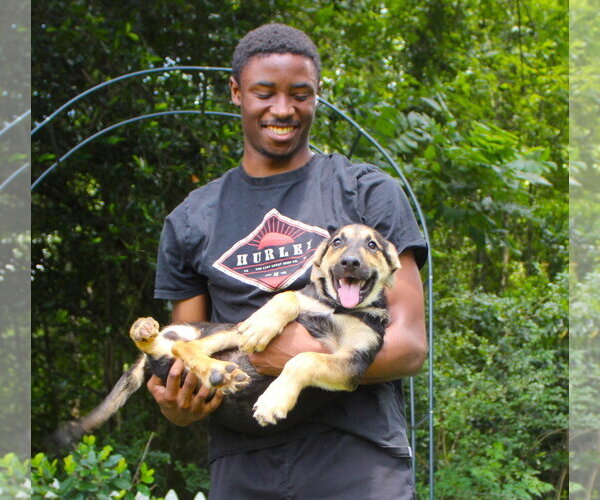 Medium Photo #3 German Shepherd Dog-Unknown Mix Puppy For Sale in Holly Hill, SC, USA