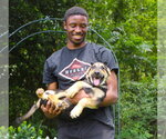 Small #2 German Shepherd Dog Mix