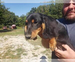 Dachshund Puppy for sale in BOLIVAR, MO, USA
