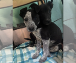 Small #2 Mutt