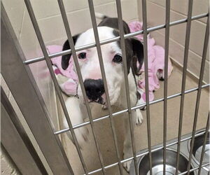 American Pit Bull Terrier-Unknown Mix Dogs for adoption in Decatur, IL, USA