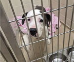 Small American Pit Bull Terrier Mix