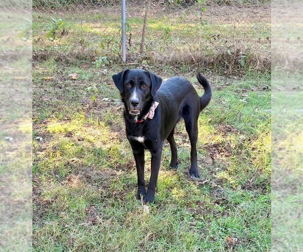 Medium Photo #4 Labrador Retriever-Unknown Mix Puppy For Sale in Boston, MA, USA