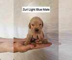 Puppy Light Blue Golden Retriever