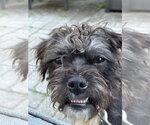 Small #1 Shih Tzu Mix