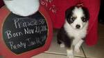 Puppy 2 Australian Shepherd-Miniature Australian Shepherd Mix