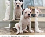 Small Photo #5 American Bulldog Puppy For Sale in CLAYMONT, DE, USA