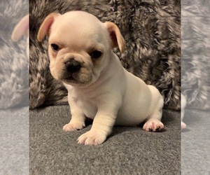 French Bulldog Puppy for sale in JOHNS ISLAND, SC, USA