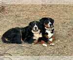Small #1 Bernese Mountain Dog
