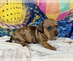 Small #23 Dachshund