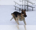 Small #29 German Shepherd Dog