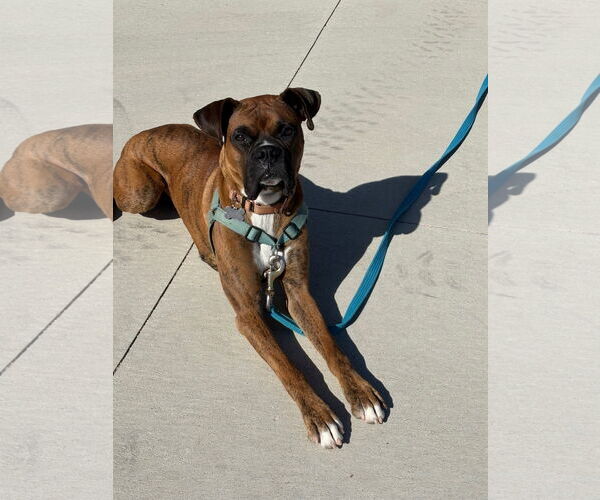 Medium Photo #5 Boxer Puppy For Sale in Woodbury, MN, USA