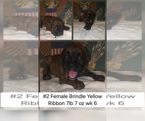 Boxer Puppy for sale in LINN GROVE, IN, USA