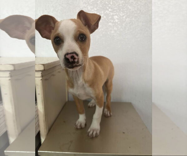 Medium Photo #4 Chihuahua-Unknown Mix Puppy For Sale in Visalia, CA, USA