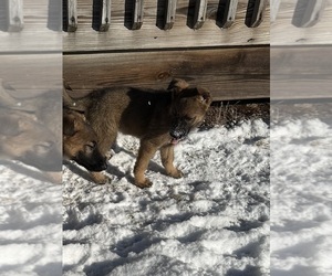 German Shepherd Dog Puppy for sale in ONTARIO, OH, USA