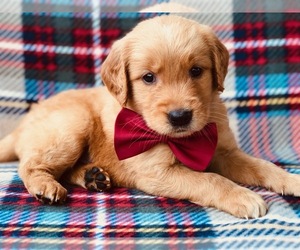 Golden Retriever Puppy for sale in CLAY, PA, USA