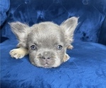 Small #39 French Bulldog