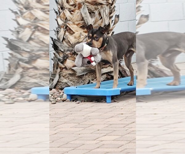 Medium Photo #1 Rus-A-Pei Puppy For Sale in Chandler, AZ, USA