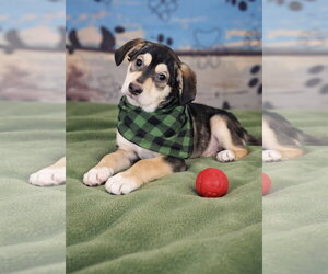 Golden Labrador Dogs for adoption in Mt. Laurel, NJ, USA