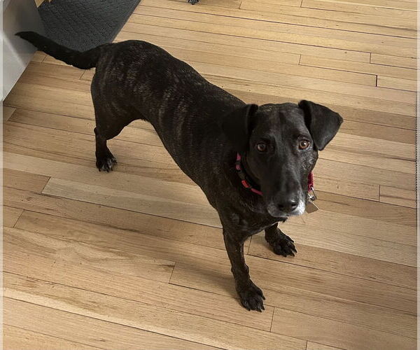 Medium Photo #8 Catahoula Leopard Dog-Plott Hound Mix Puppy For Sale in Oakhurst, NJ, USA