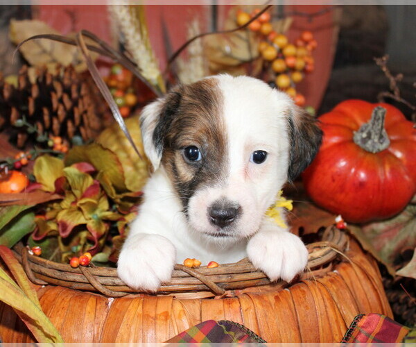 Medium Photo #3 Jack Russell Terrier Puppy For Sale in ANTLERS, OK, USA