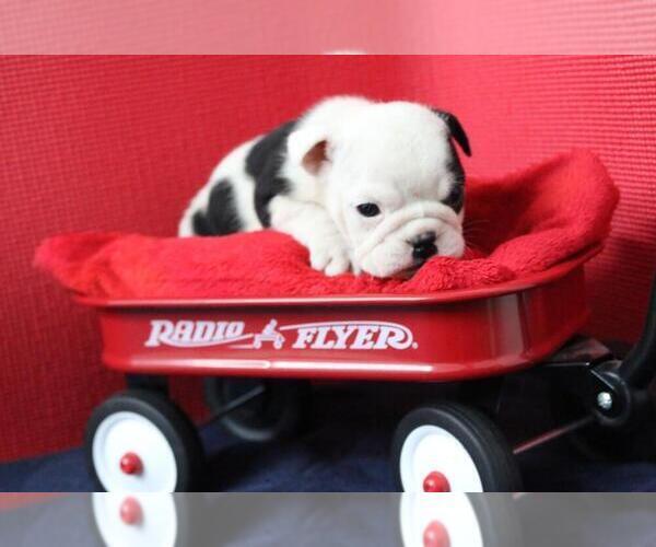 Medium Photo #5 Bulldog Puppy For Sale in PALM BEACH, FL, USA