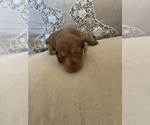 Small Photo #7 Dachshund Puppy For Sale in NEW PORT RICHEY, FL, USA