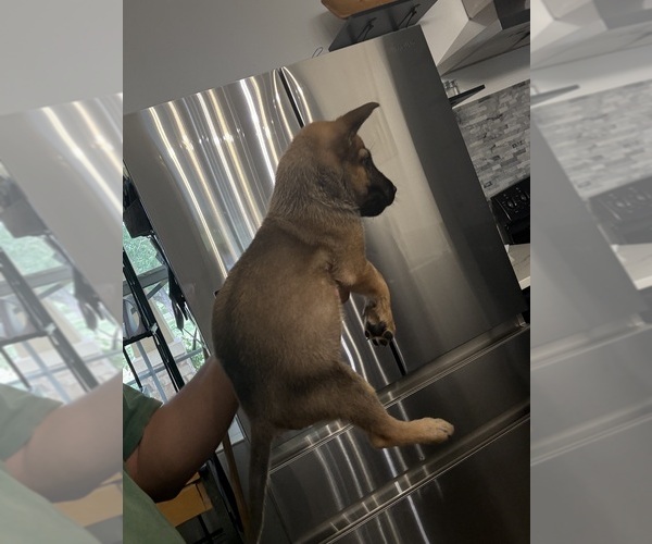 Medium Photo #3 Belgian Malinois Puppy For Sale in DEL VALLE, TX, USA