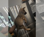Small #2 Belgian Malinois