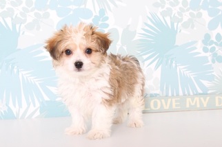 Papichon Puppy for sale in NAPLES, FL, USA