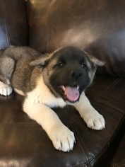 Akita Puppy for sale in FORT COLLINS, CO, USA