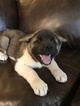 Small Photo #1 Akita Puppy For Sale in FORT COLLINS, CO, USA