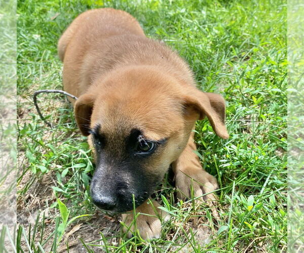 Medium Photo #3 Shepradors Puppy For Sale in GILBERTS, IL, USA