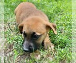 Small #2 Shepradors