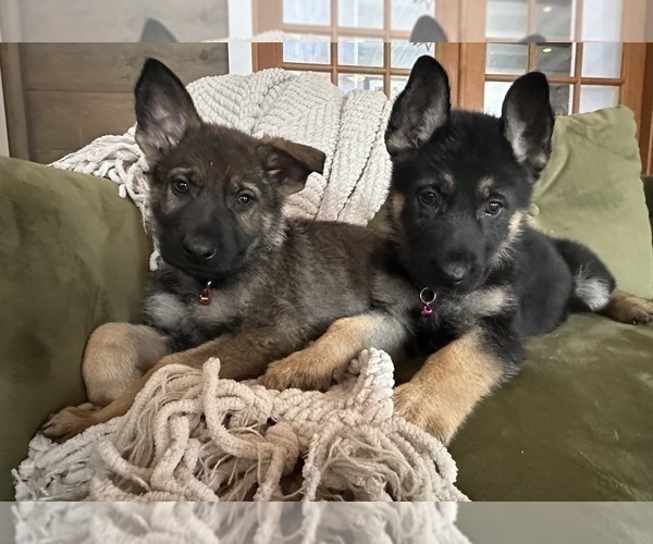 Medium Photo #13 German Shepherd Dog Puppy For Sale in PERKINSVILLE, VT, USA