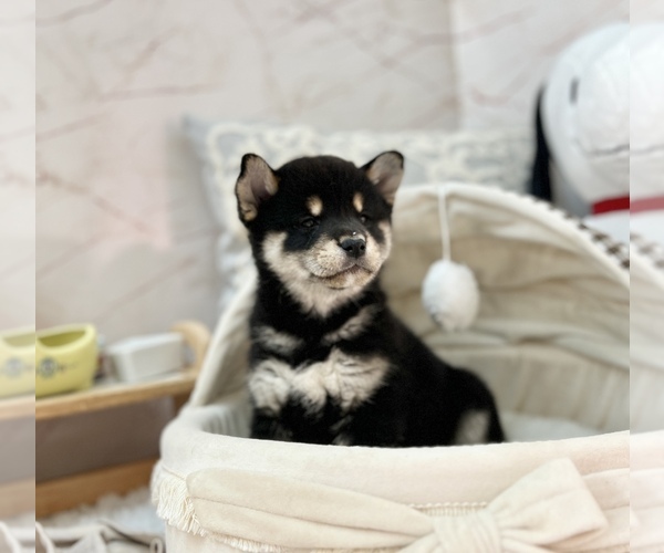 Medium Photo #6 Shiba Inu Puppy For Sale in LOS ANGELES, CA, USA