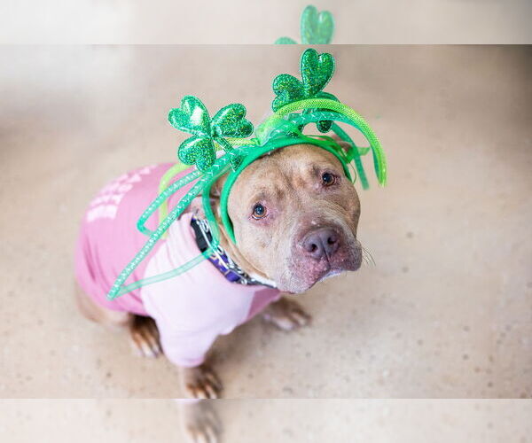 Medium Photo #25 Mutt Puppy For Sale in Mundelein, IL, USA