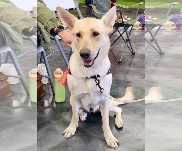 Medium Photo #5 German Shepherd Dog-Unknown Mix Puppy For Sale in St. Louis Park, MN, USA