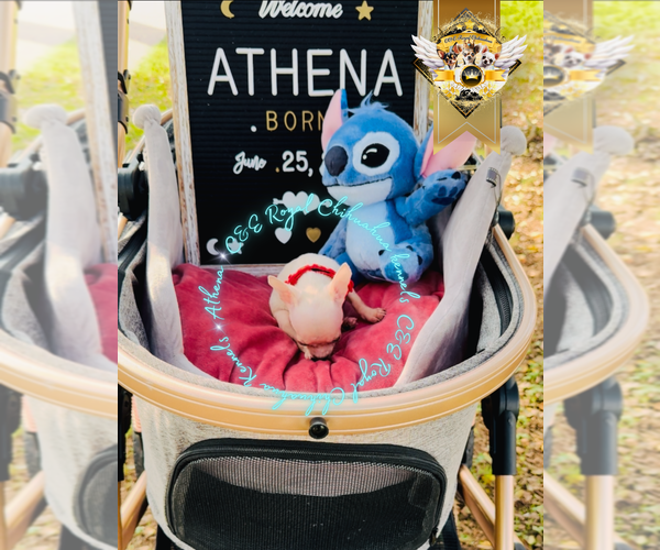 Medium Photo #19 Chihuahua Puppy For Sale in ATHENS, GA, USA
