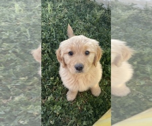 Golden Retriever Puppy for sale in MADERA, CA, USA