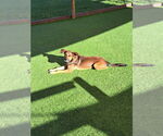 Small #3 Shepradors