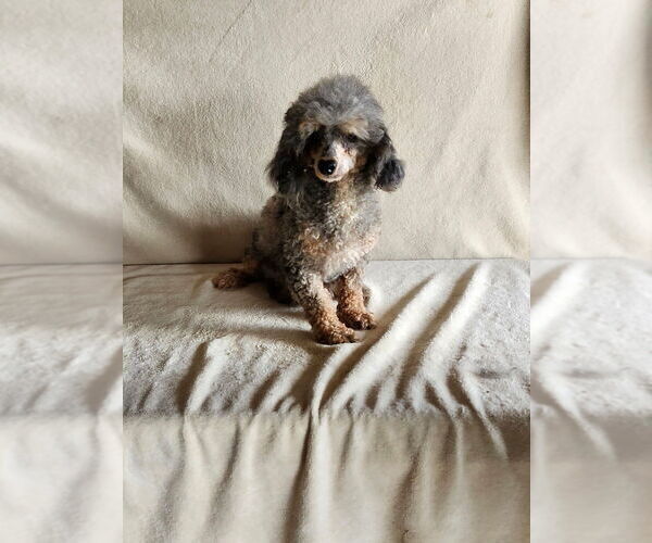 Medium Photo #1 Poodle (Miniature) Puppy For Sale in MUNFORDVILLE, KY, USA